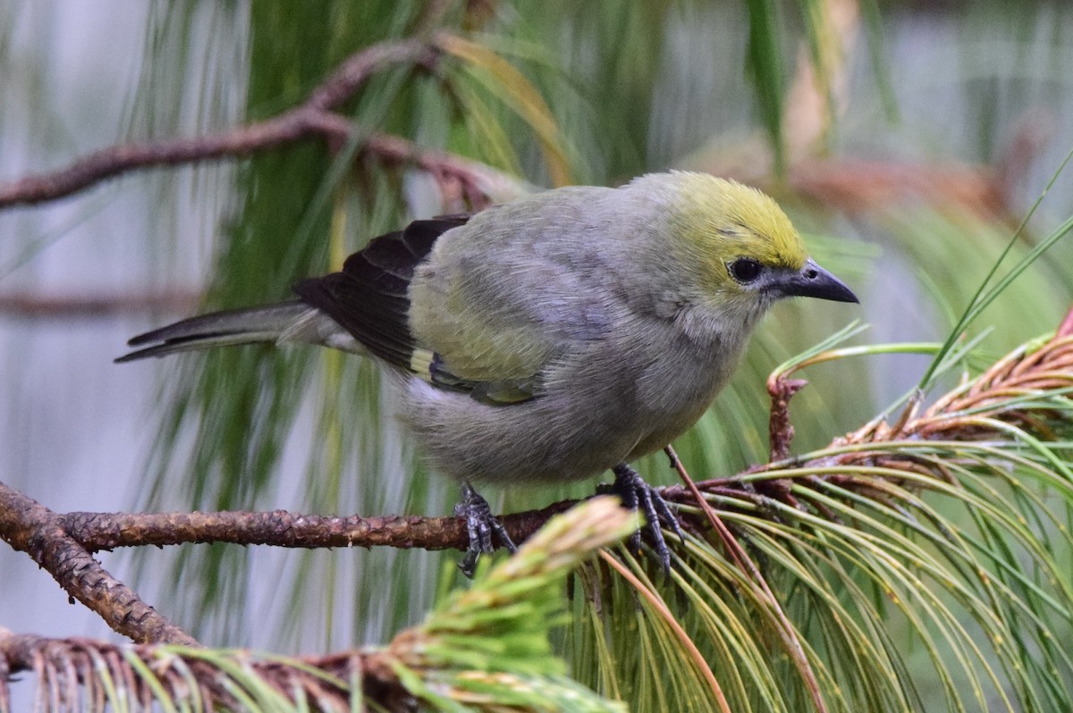 Palm Tanager - ML545939601