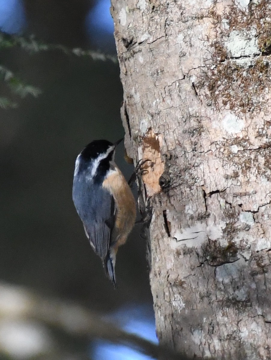 Red-breasted Nuthatch - ML545946951