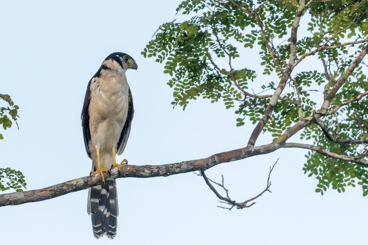 Collared Forest-Falcon - John Missing