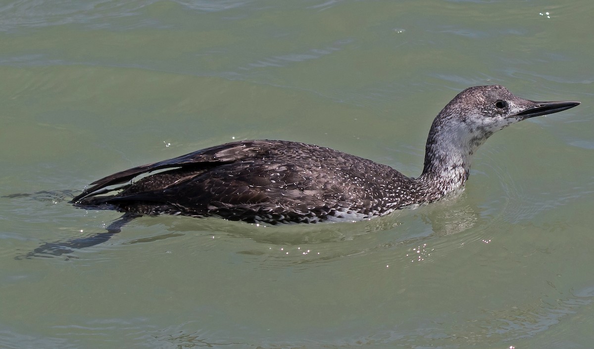 Red-throated Loon - ML545949581