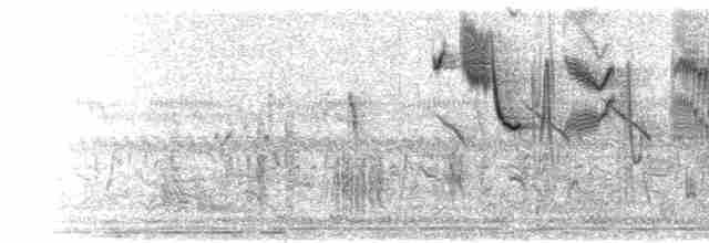  - Shaft-tailed Whydah