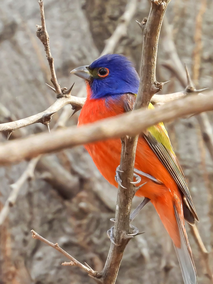 Painted Bunting - ML545950431