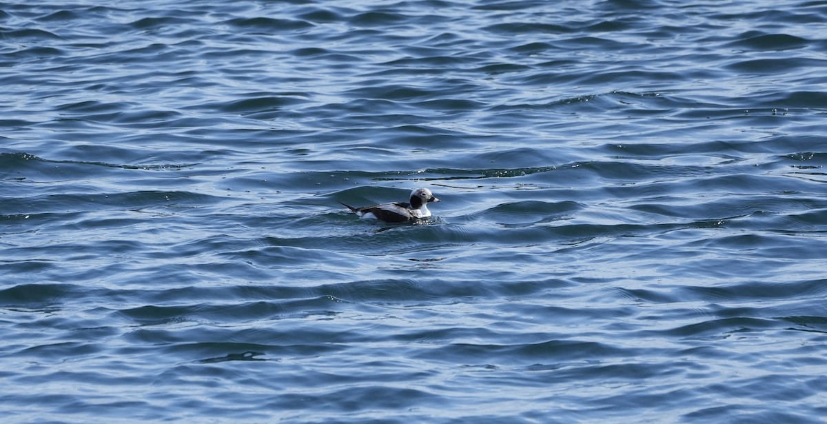 Long-tailed Duck - ML545951361