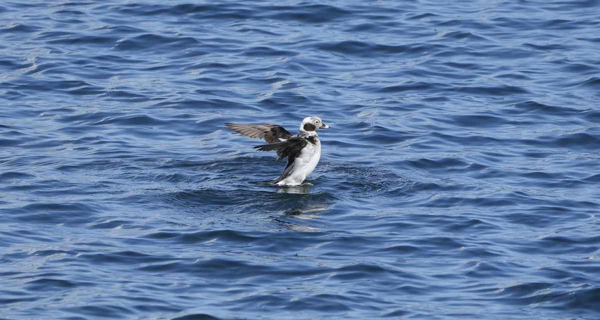 Long-tailed Duck - ML545951371