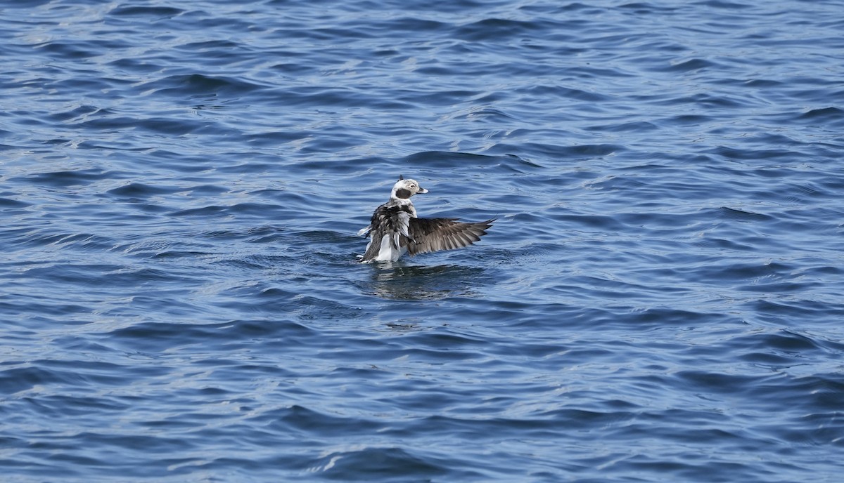Long-tailed Duck - ML545951381
