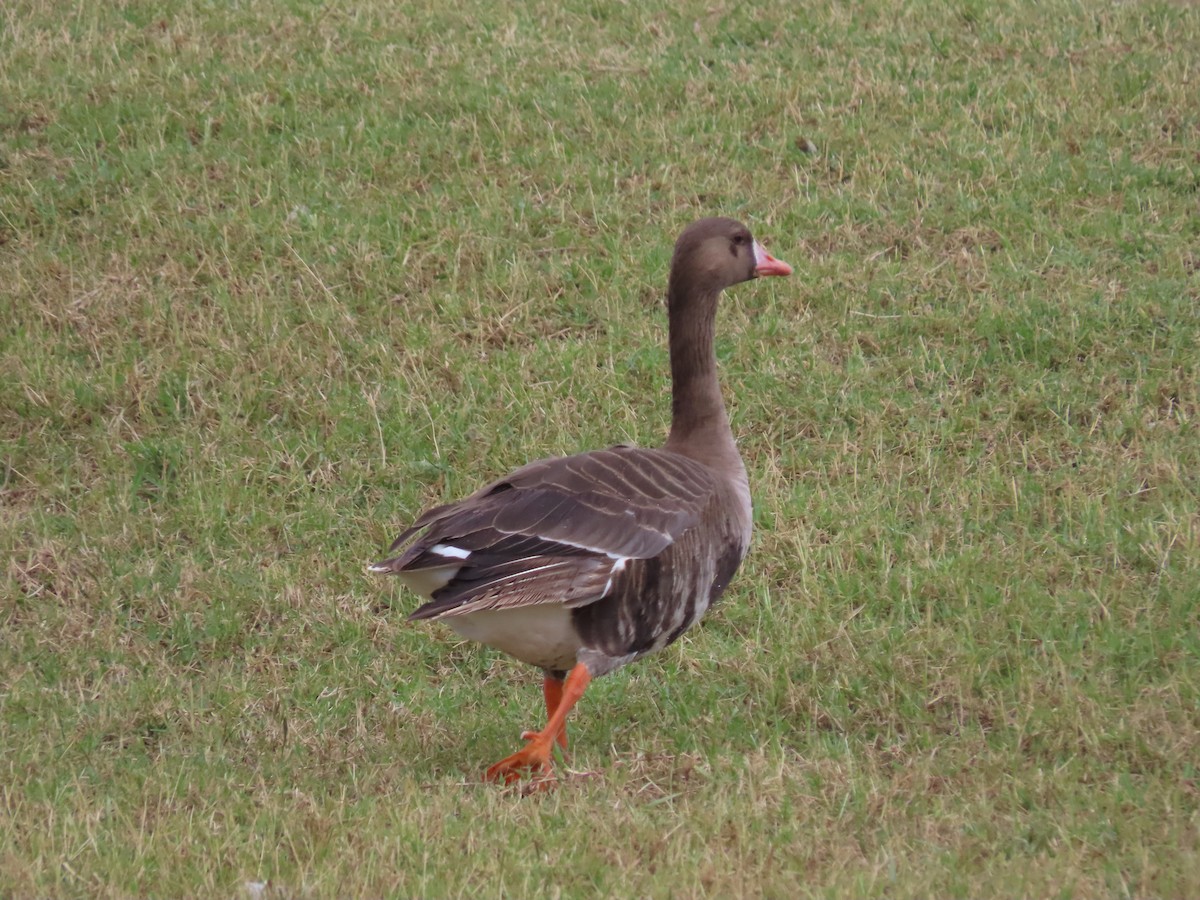Greater White-fronted Goose - ML545954201