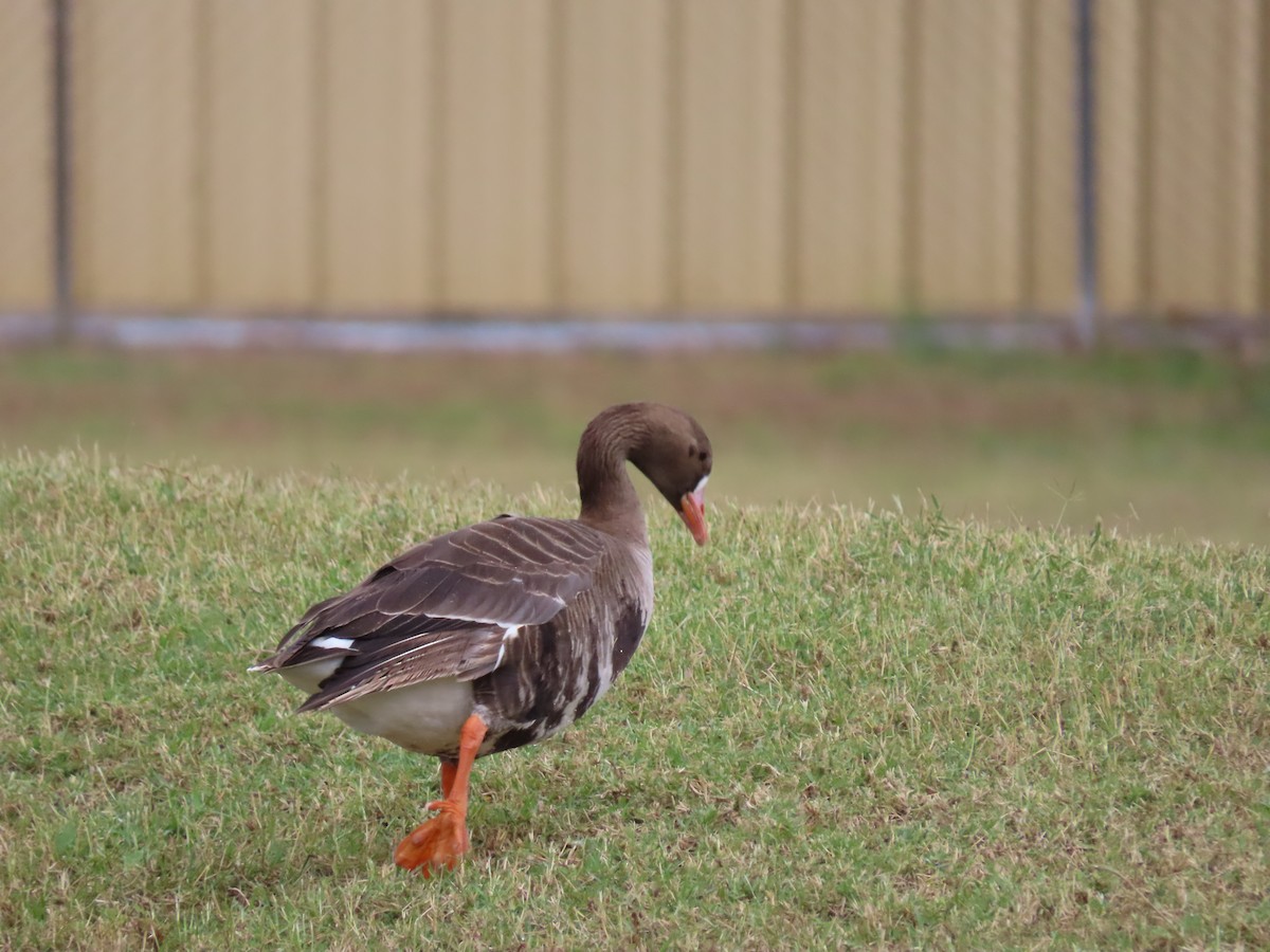 Greater White-fronted Goose - ML545954241