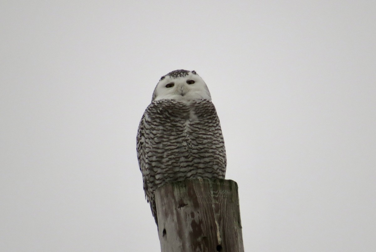 Snowy Owl - ML545954751