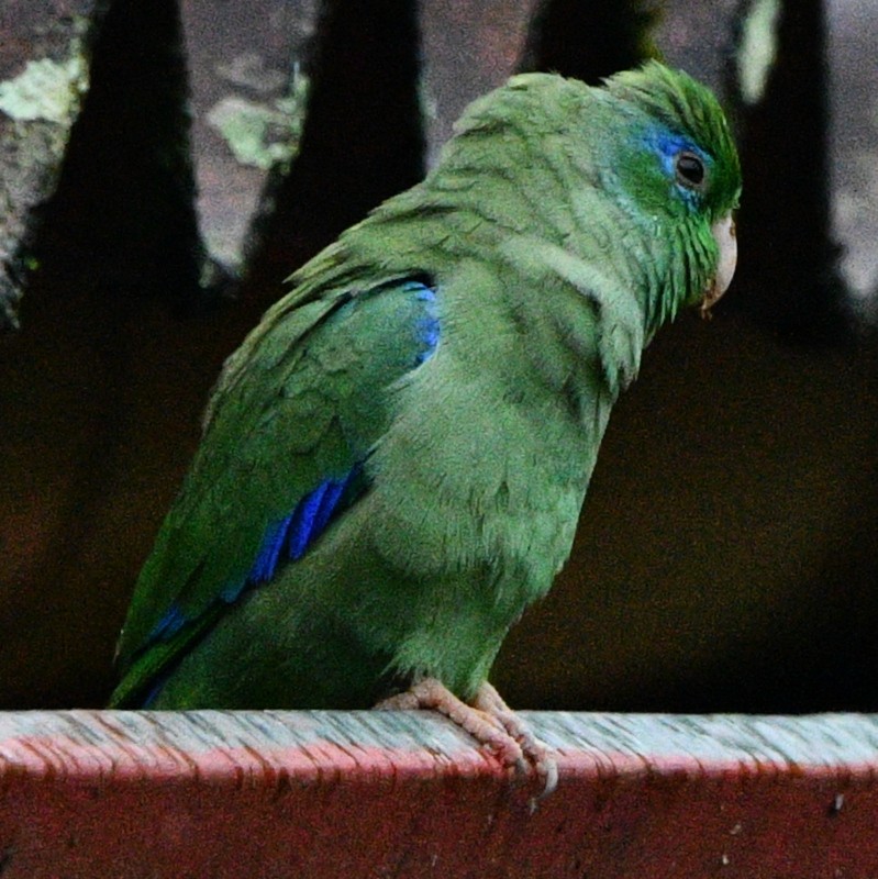 Spectacled Parrotlet - ML545955741