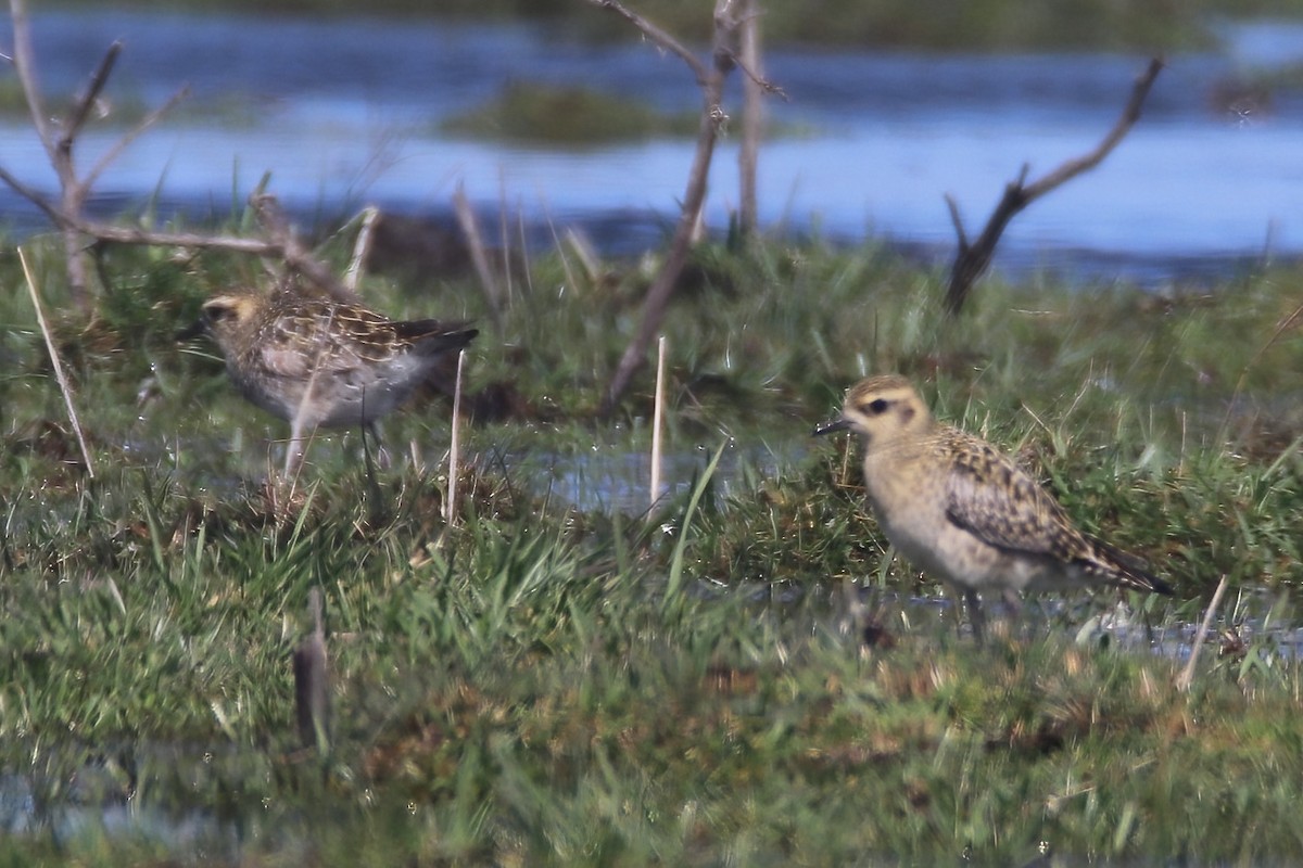 Pacific Golden-Plover - Steph Cardenas