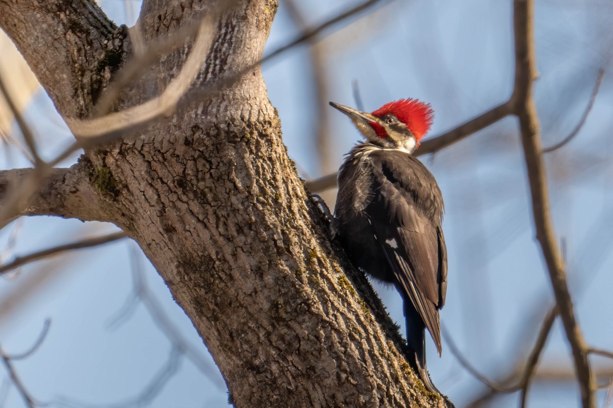 Pileated Woodpecker - Tammy Anderson