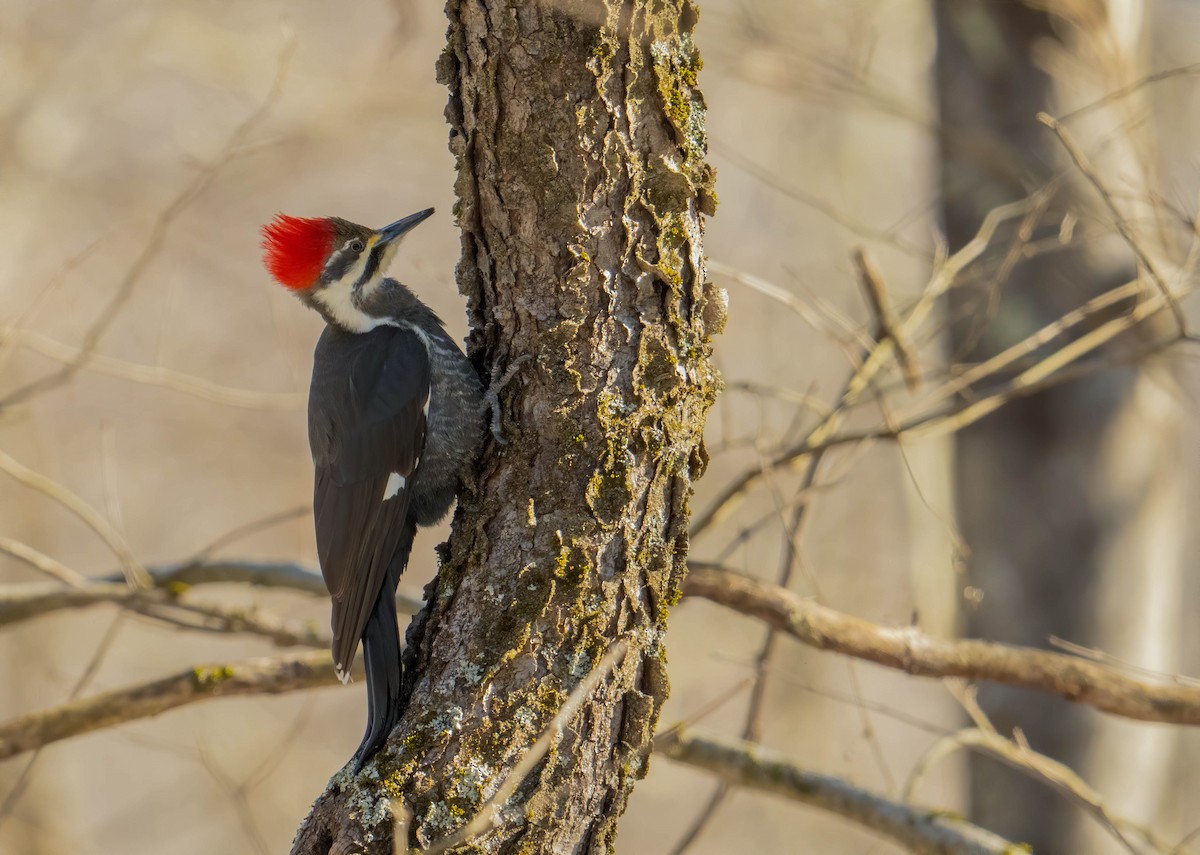 Pileated Woodpecker - Tammy Anderson