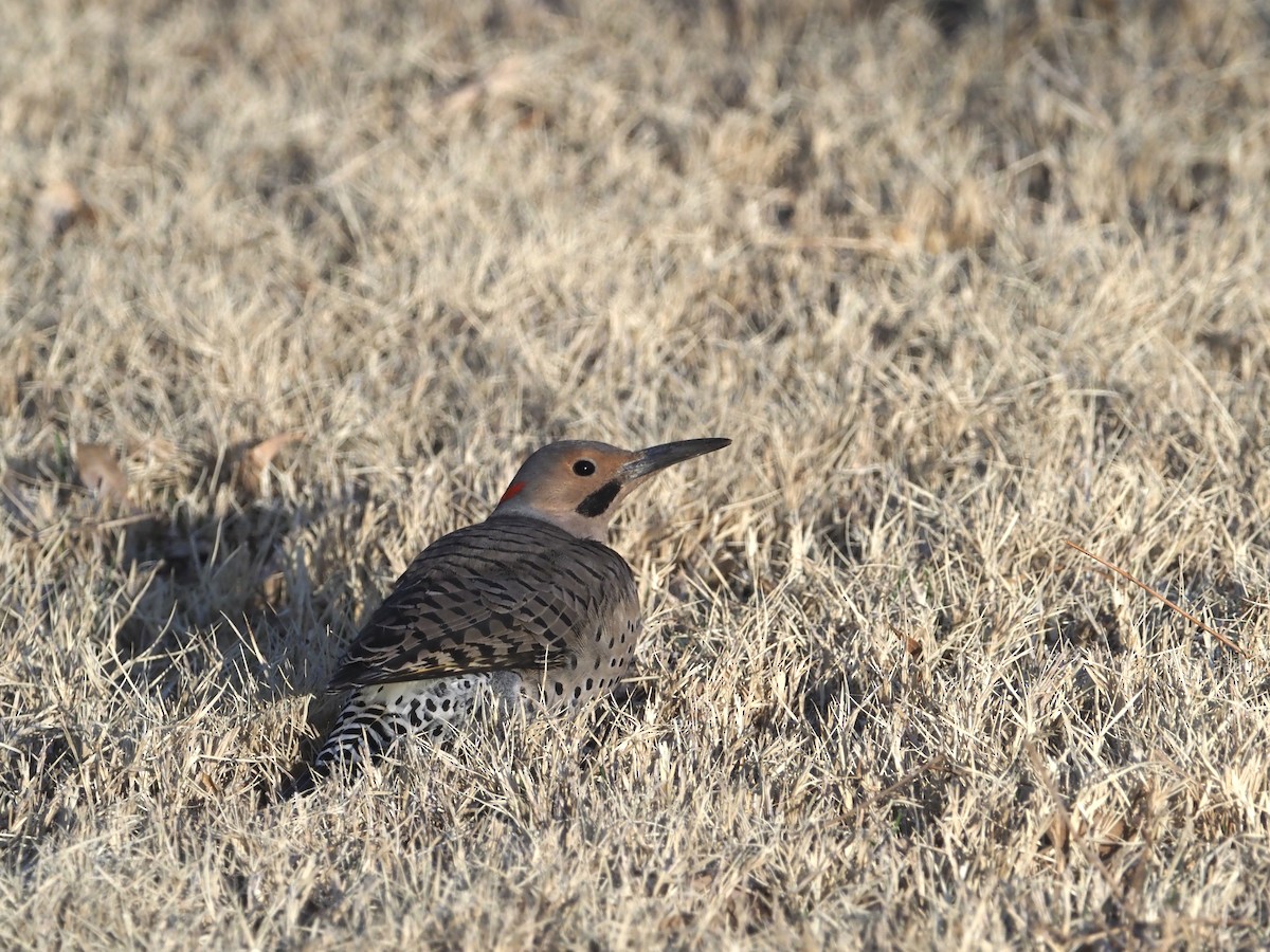 Northern Flicker (Yellow-shafted) - ML545960851