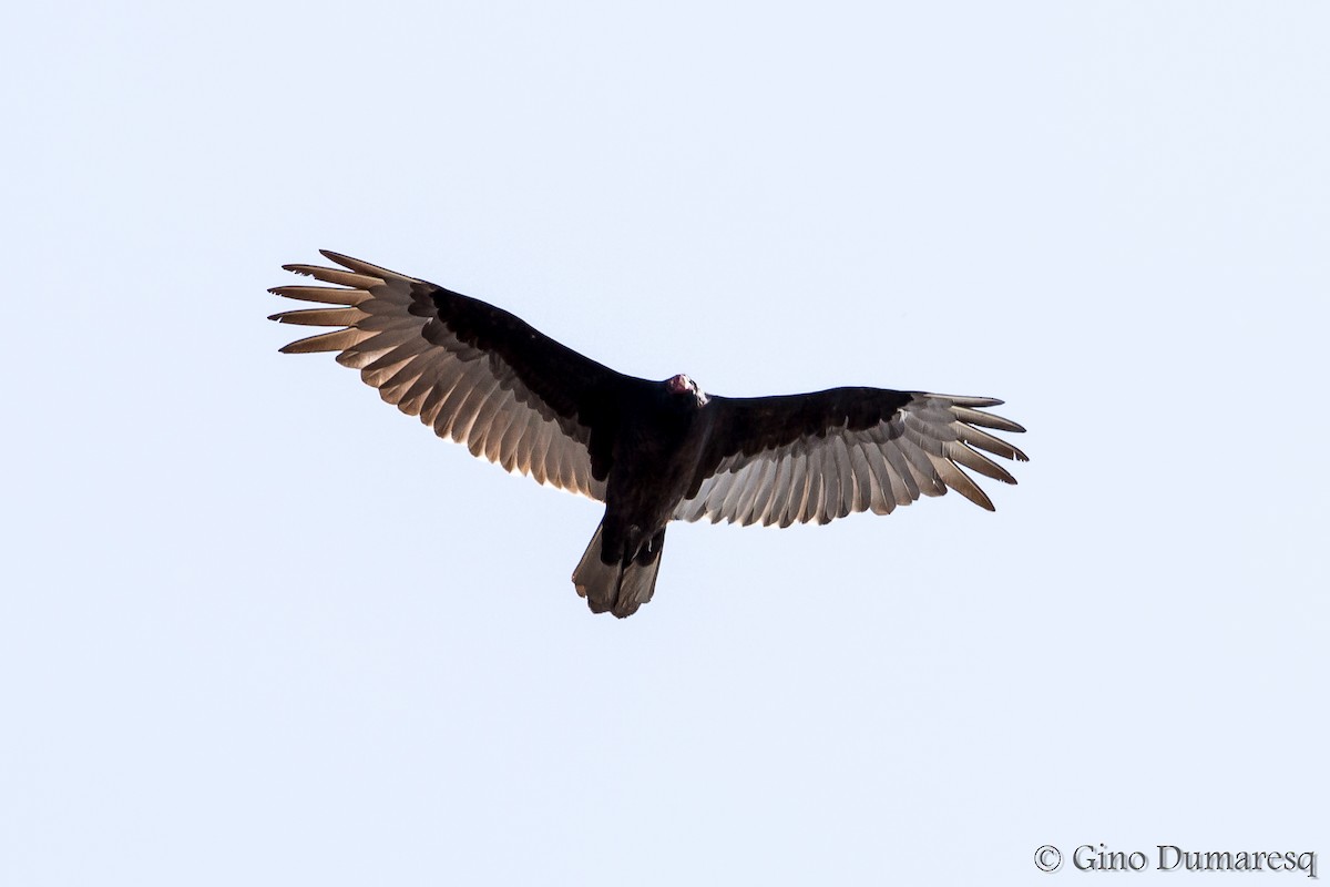 Turkey Vulture - ML54596391