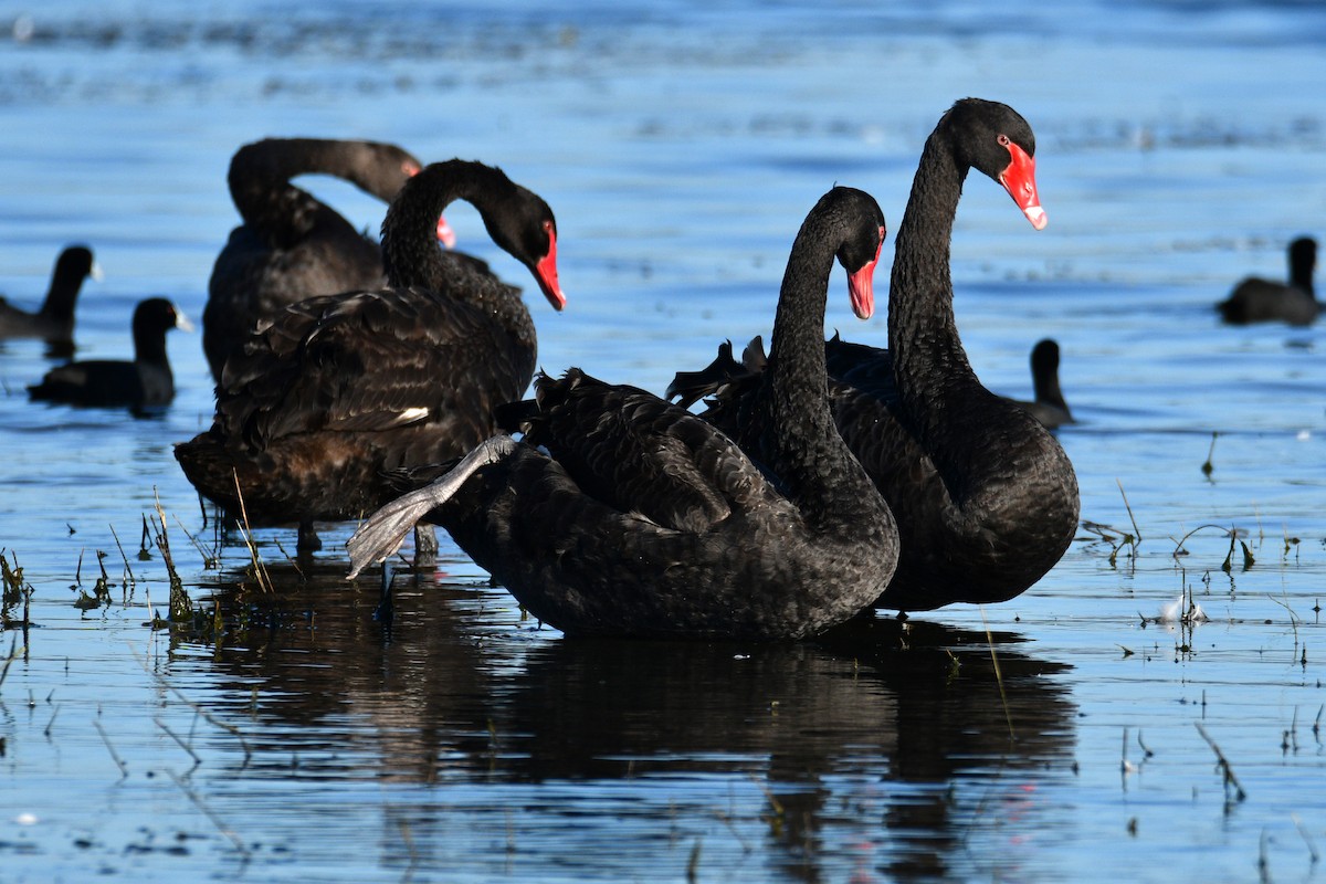 Black Swan - ML545964171