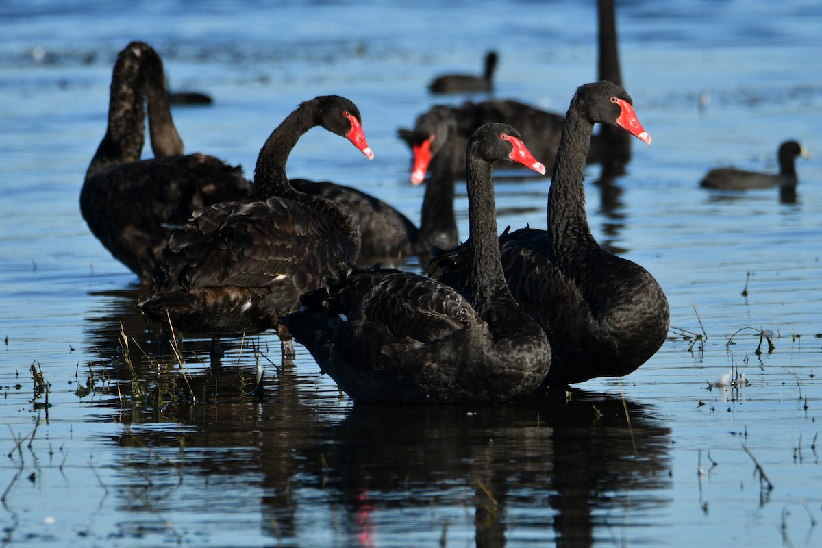 Black Swan - ML545964181