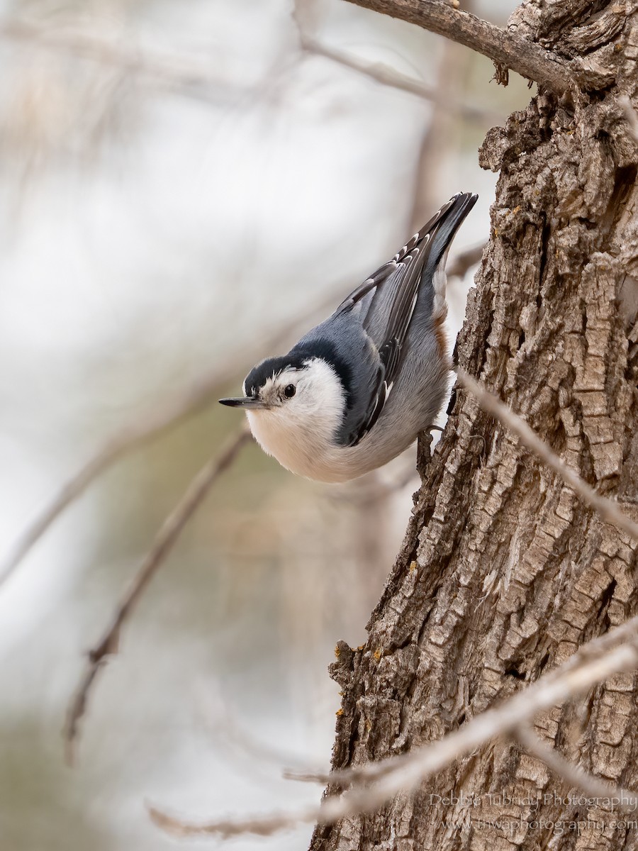 White-breasted Nuthatch - ML545964801