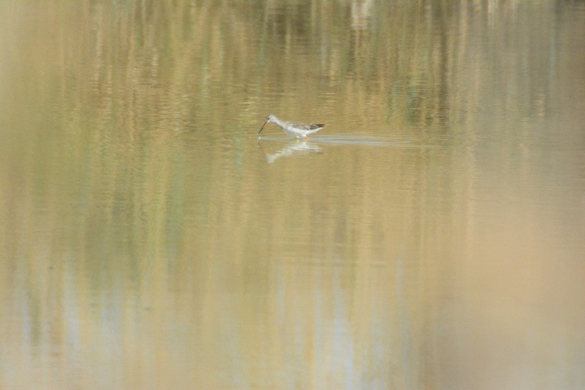 Spotted Redshank - ML545976221