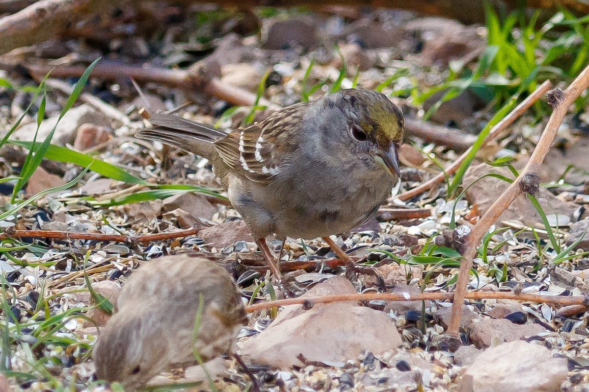Golden-crowned Sparrow - ML545984631