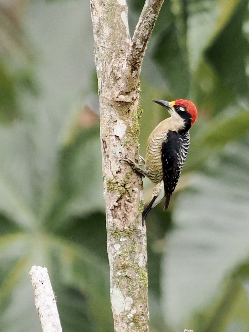Black-cheeked Woodpecker - ML545985261