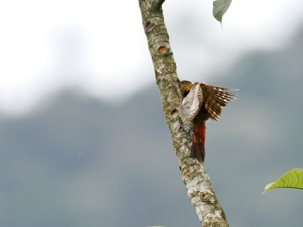 Red-rumped Woodpecker - ML545985371