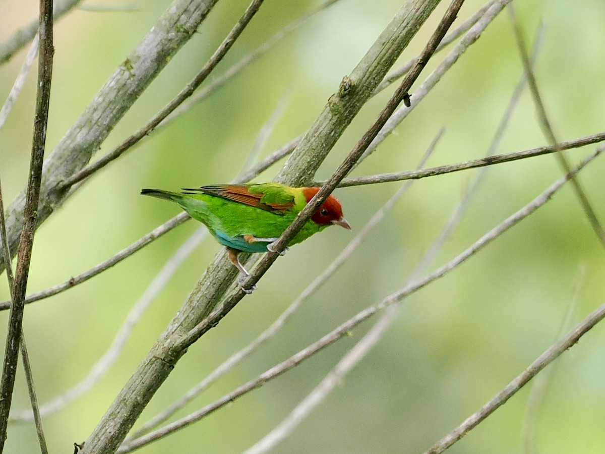 Rufous-winged Tanager - ML545985881