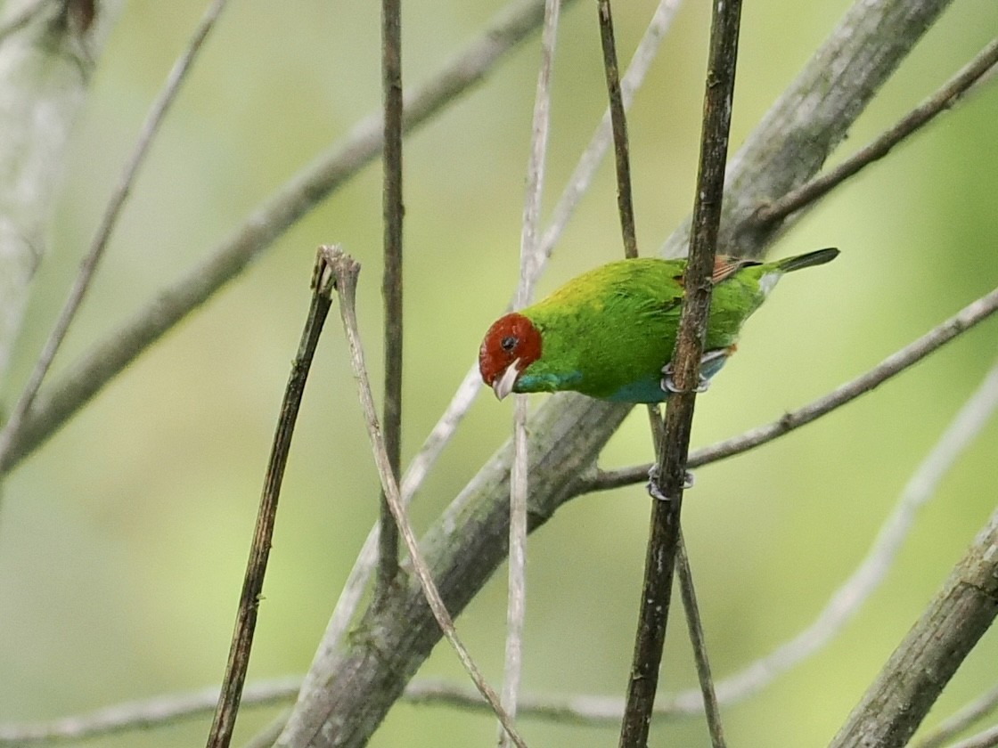 Rufous-winged Tanager - ML545985891