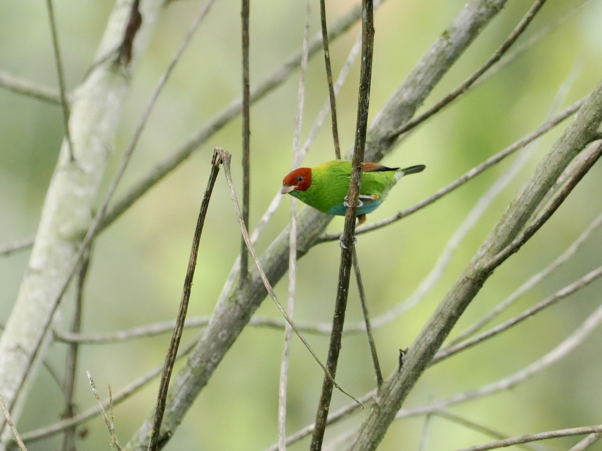 Rufous-winged Tanager - ML545985901