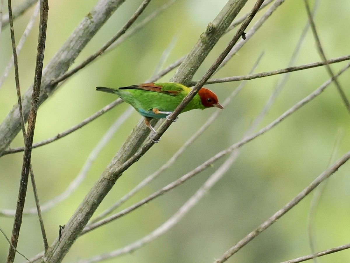 Rufous-winged Tanager - ML545985911