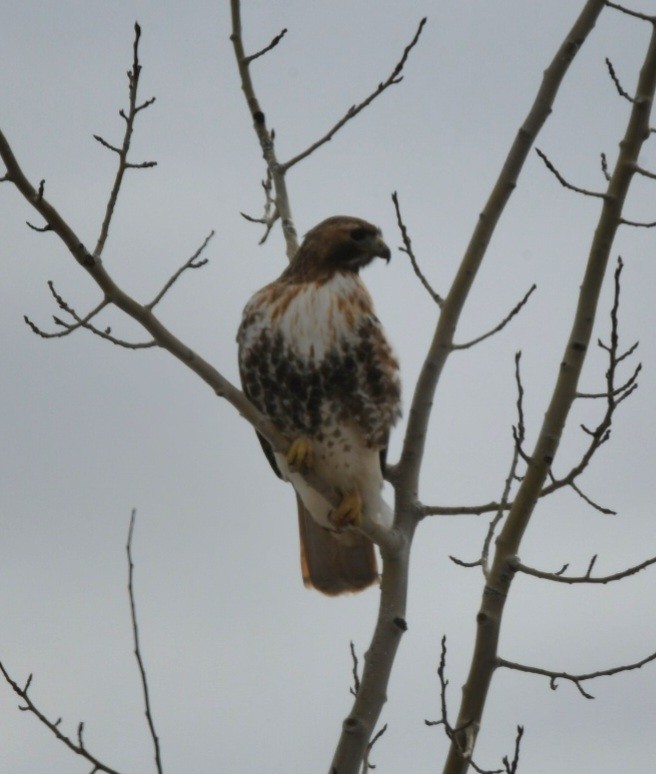 Red-tailed Hawk - ML545995451