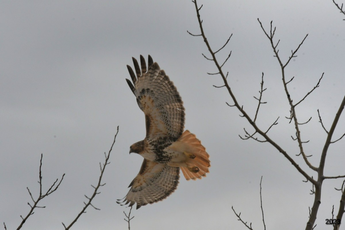 Red-tailed Hawk - ML545995461