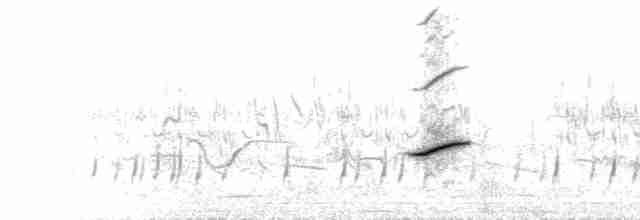  - Orange-throated Longclaw