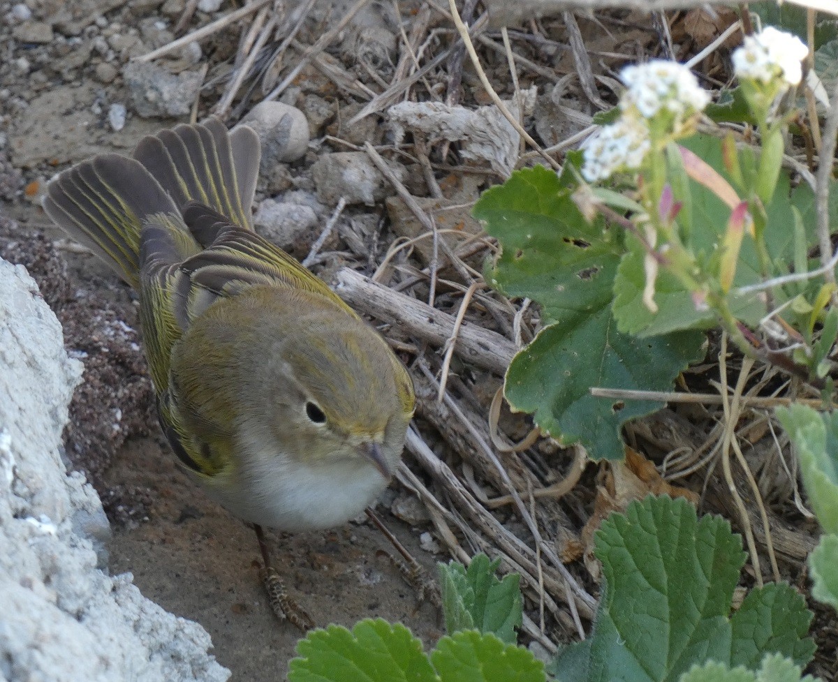 Western Bonelli's Warbler - ML545996201