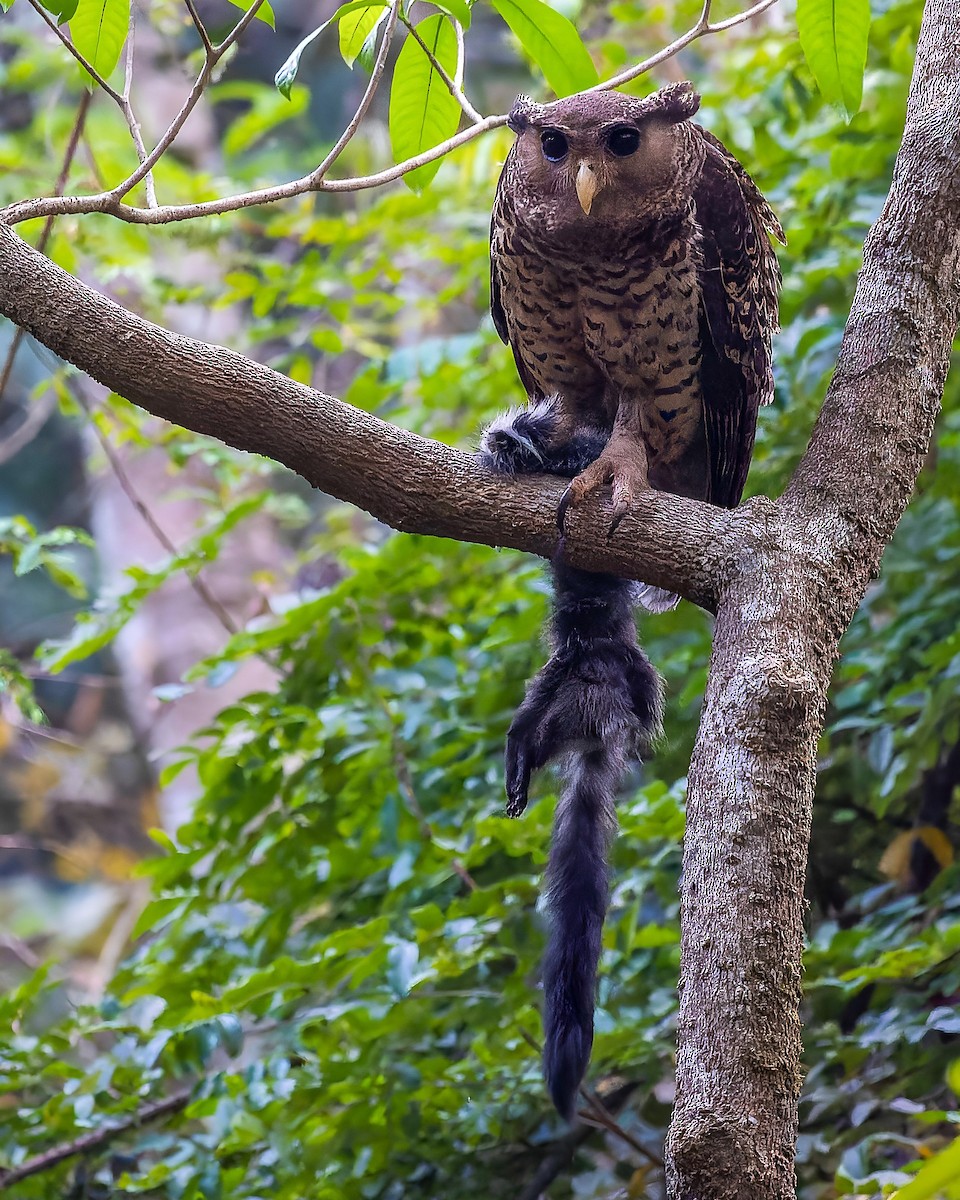 Spot-bellied Eagle-Owl - ML545999591