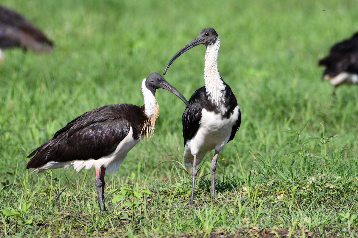 ibis slámokrký - ML545999871