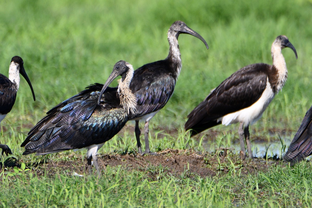 ibis slámokrký - ML545999881