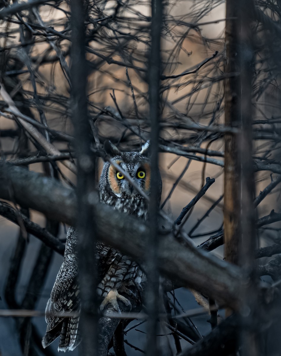 Long-eared Owl - Andrew Hodge