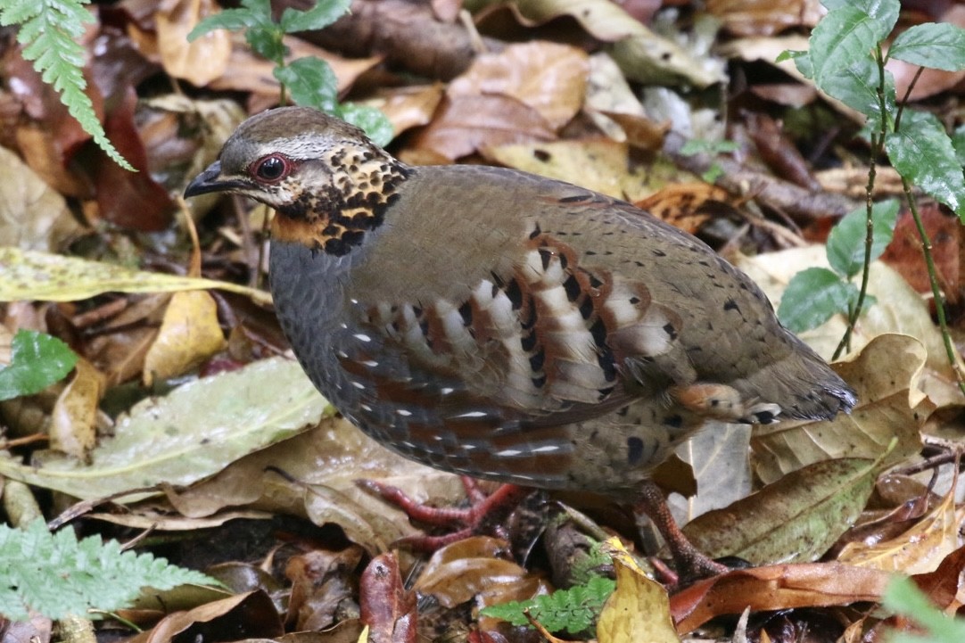 Rufous-throated Partridge - ML546000351