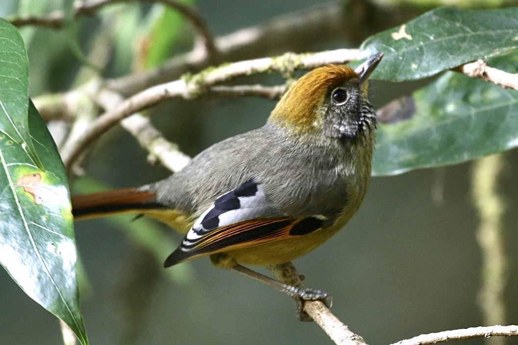 Chestnut-tailed Minla - ML546000911