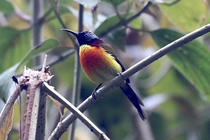Green-tailed Sunbird (Doi Inthanon) - ML546000951