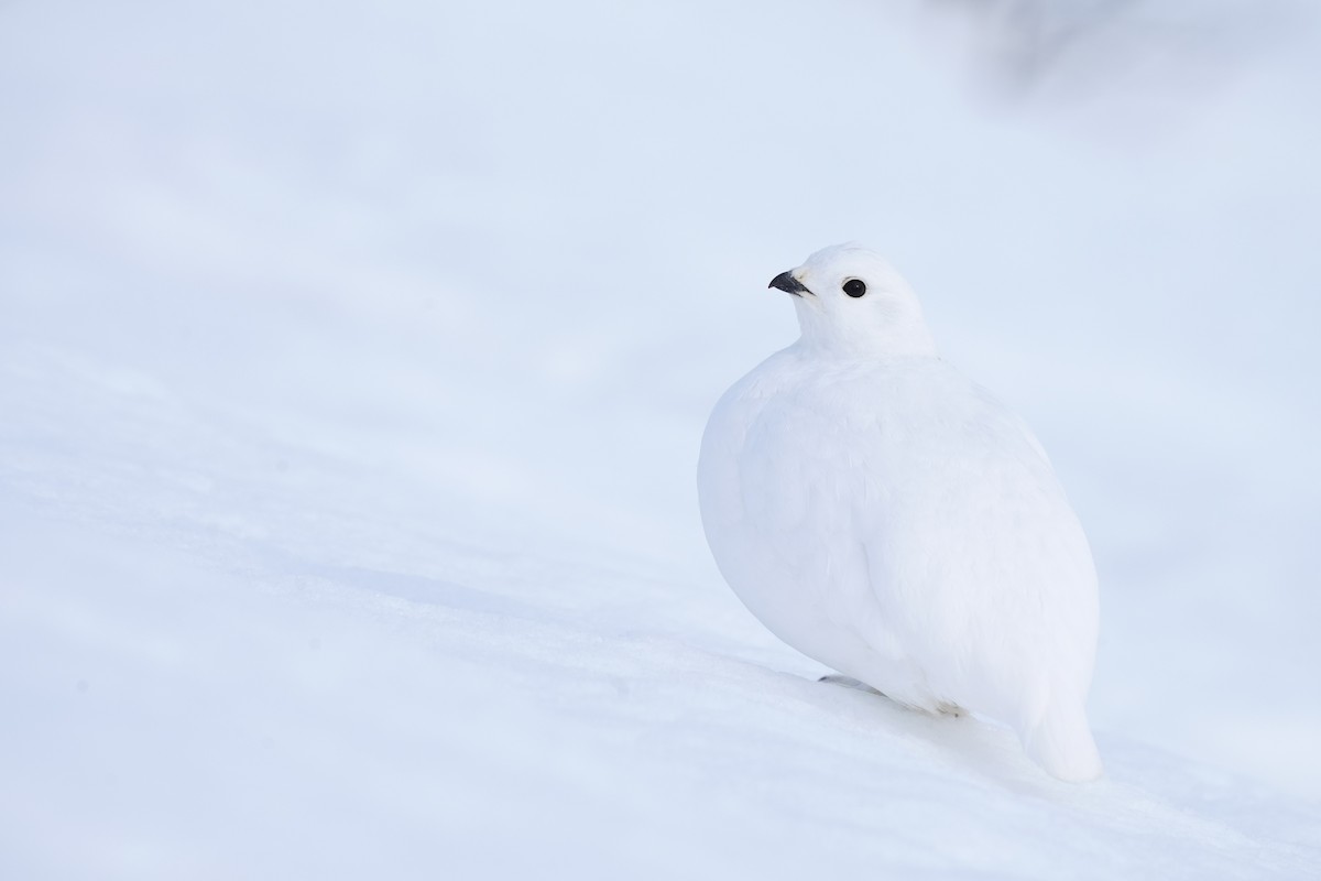 White-tailed Ptarmigan - Andy Bankert