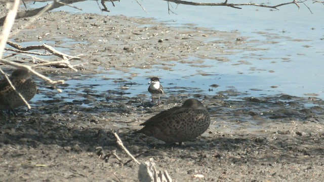 Red-kneed Dotterel - ML546004791