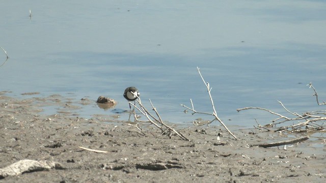 Red-kneed Dotterel - ML546004801