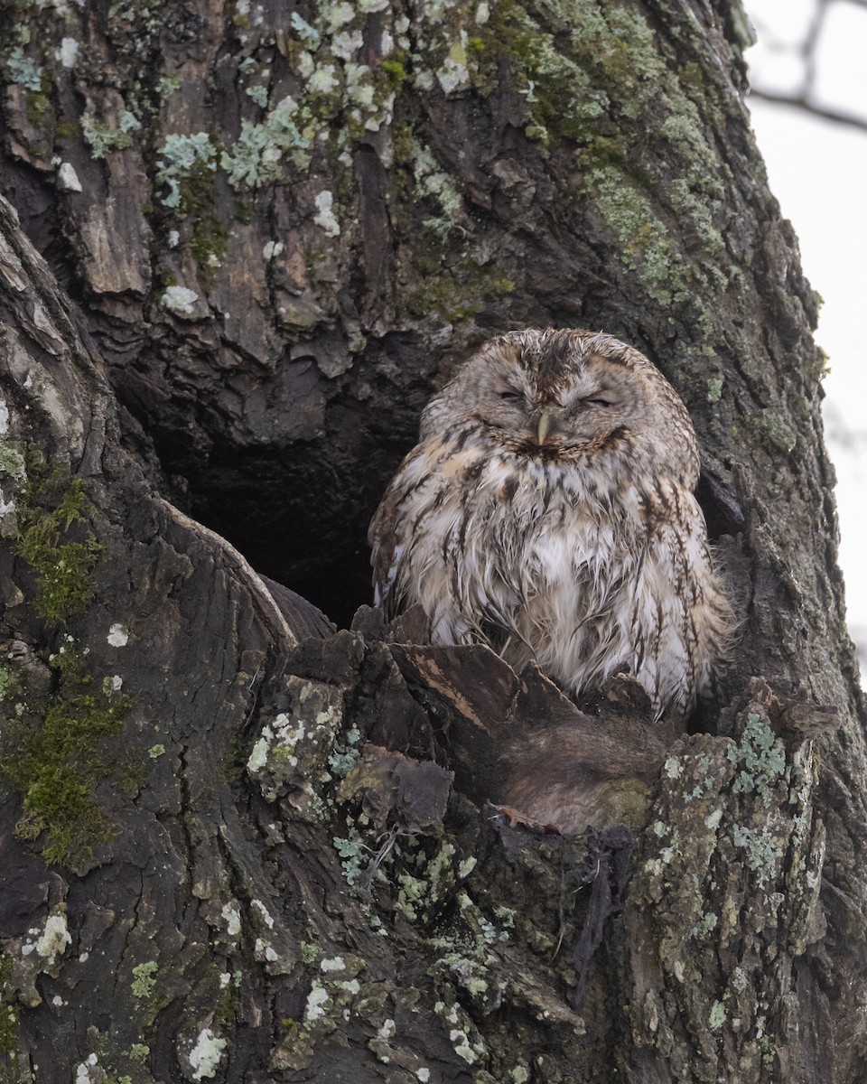 Tawny Owl - ML546009591