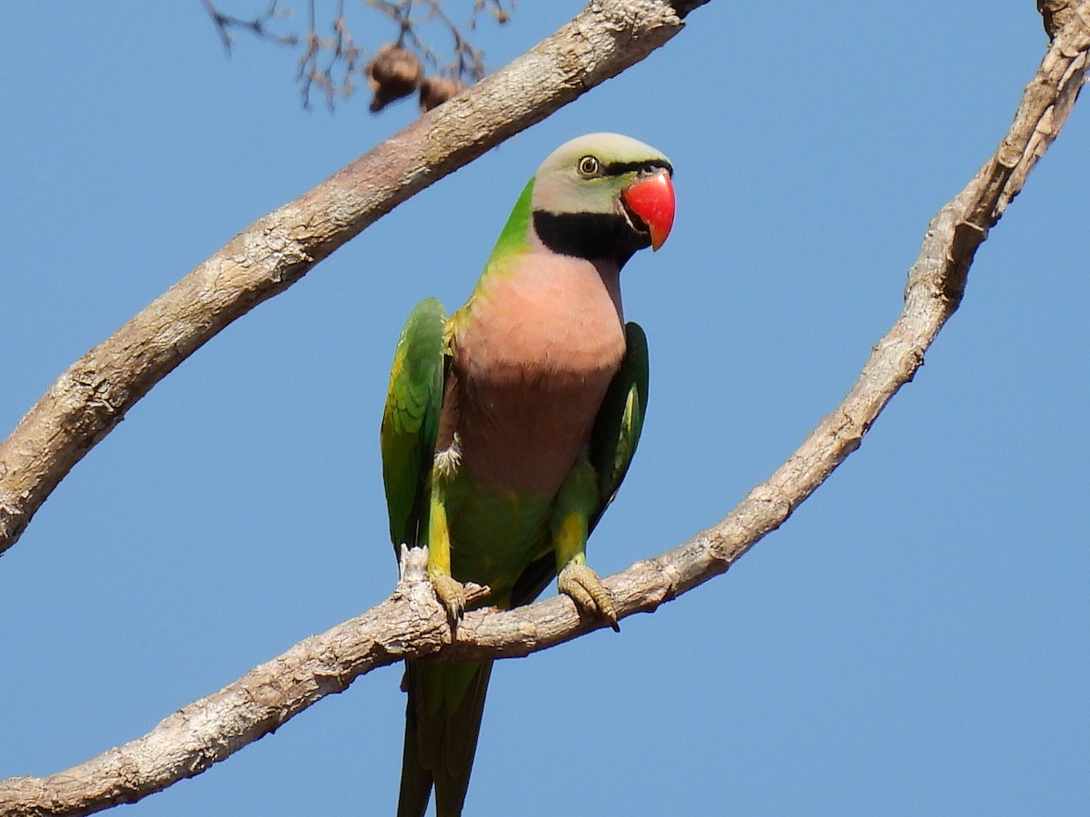 Red-breasted Parakeet - John Sandve