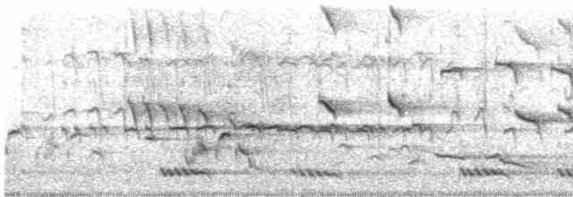 Cratérope affin - ML546011971