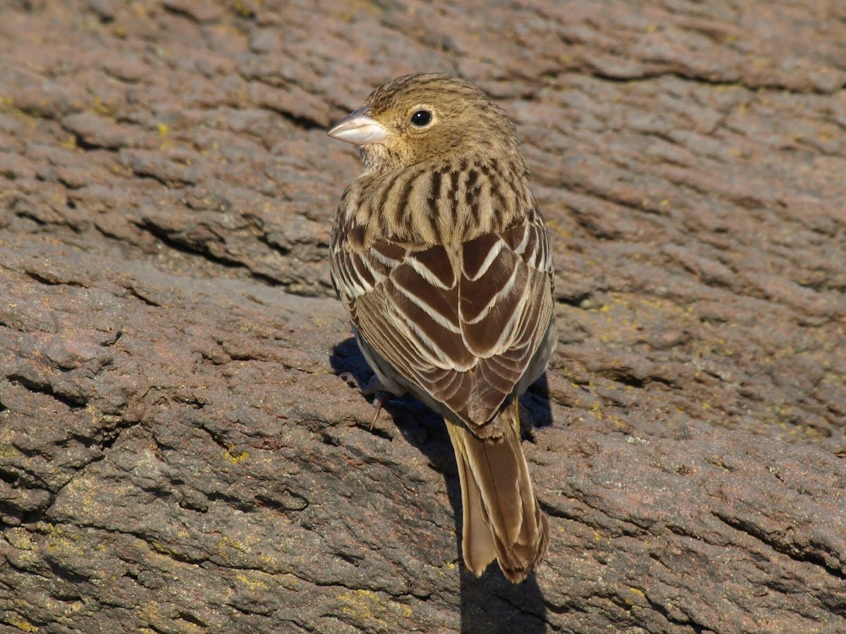 Red-headed Bunting - ML546013281