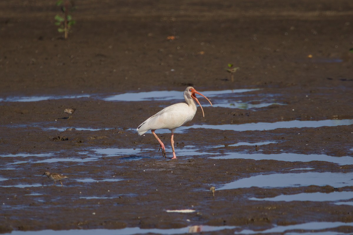 ibis bílý - ML546014641