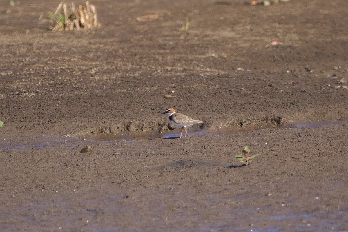 Collared Plover - ML546014781