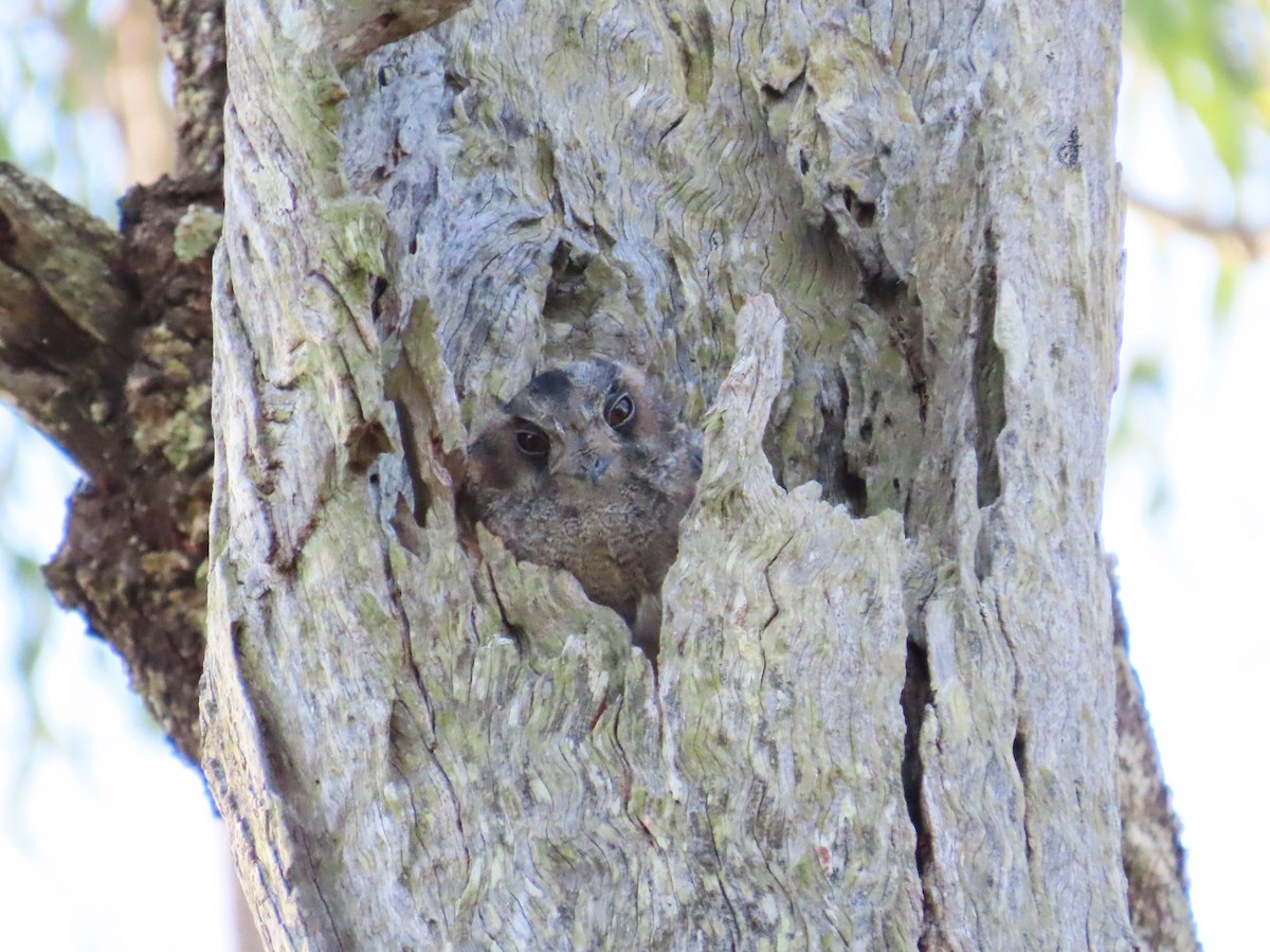 Australian Owlet-nightjar - ML546018071